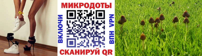 Галлюциногенные грибы Psilocybe  Белоусово 